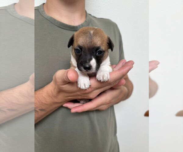 Medium Photo #2 Boston Huahua Puppy For Sale in Bellevue, WA, USA