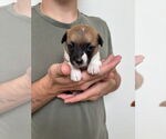Small #1 Boston Huahua