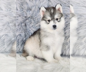 Siberian Husky Puppy for sale in KANSAS CITY, MO, USA