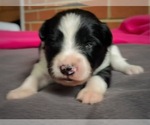 Puppy Star Border Collie-Papillon Mix