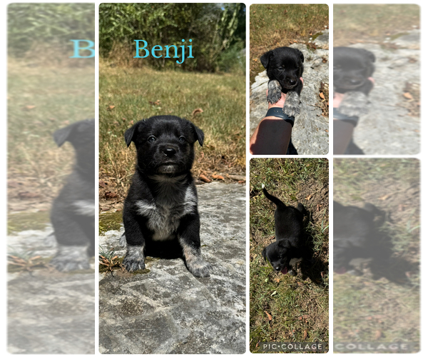 Medium Photo #1 Texas Heeler Puppy For Sale in BOWLING GREEN, KY, USA