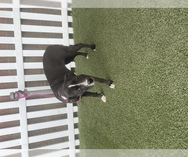 Medium Photo #1 Mutt Puppy For Sale in Modesto, CA, USA