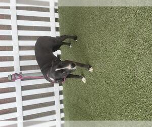 Mutt Dogs for adoption in Modesto, CA, USA