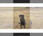 Small Photo #1 Labrador Retriever Puppy For Sale in HAMMOND, NY, USA