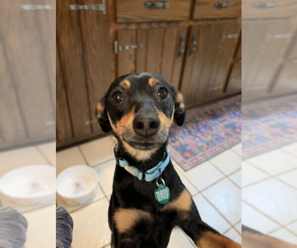 Medium Photo #1 Doxie-Pin Puppy For Sale in Springdale, PA, USA