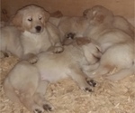Small Photo #15 Golden Retriever Puppy For Sale in CITRUS HEIGHTS, CA, USA