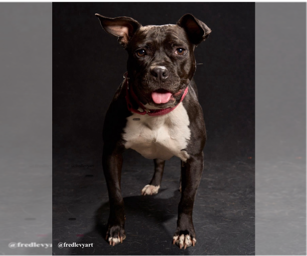 Medium Photo #17 American Pit Bull Terrier-Unknown Mix Puppy For Sale in Boston, MA, USA