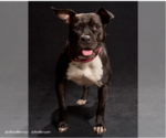 Small #16 American Pit Bull Terrier Mix