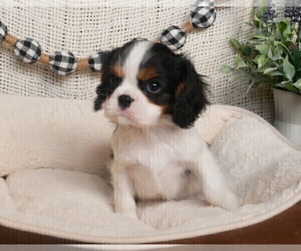 Medium Photo #8 Cavalier King Charles Spaniel Puppy For Sale in MARCELLUS, MI, USA