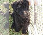 Small Photo #8 Goldendoodle Puppy For Sale in TARBORO, NC, USA