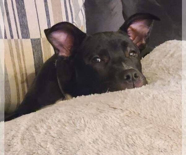 Medium Photo #5 Mutt Puppy For Sale in Des Moines, IA, USA