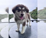 Small #1 Alusky