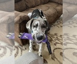 Small Photo #6 Great Dane Puppy For Sale in HOUSTON, TX, USA