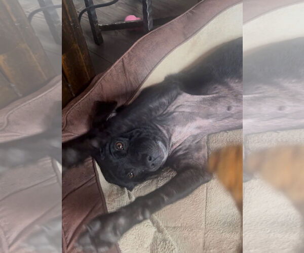 Medium Photo #3 Labbe Puppy For Sale in Mouth Of Wilson, VA, USA