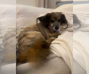 Hubbard - Male Papshund Dog for Adoption - Photo #2