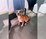 Small Photo #3 Boxer-Unknown Mix Puppy For Sale in Greenville, SC, USA