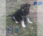 Puppy Blue Boy German Shepherd Dog
