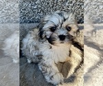 Small #2 Zuchon