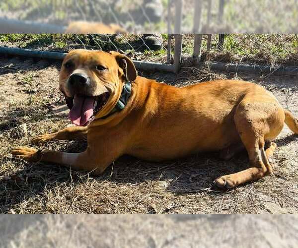 Medium Photo #7 Chow Chow-Unknown Mix Puppy For Sale in Holly Springs, NC, USA