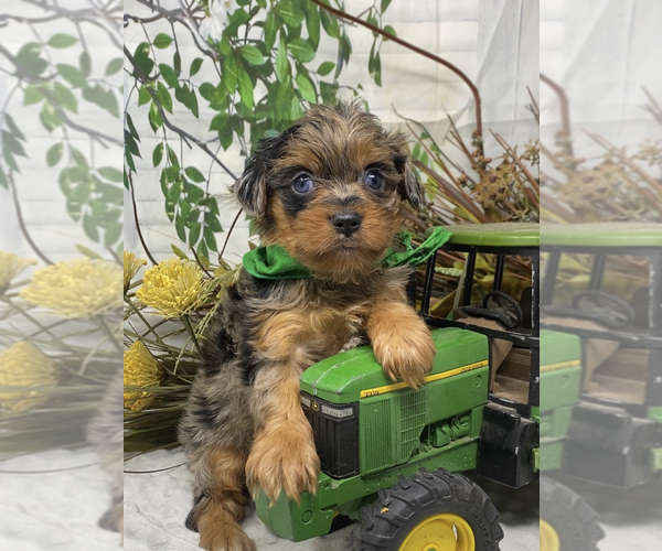 Medium Photo #25 Shorkie Tzu Puppy For Sale in SELLERSBURG, IN, USA