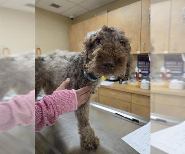 Medium Photo #1 Goldendoodle (Miniature) Puppy For Sale in Center Township, PA, USA