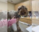 Small Goldendoodle (Miniature)