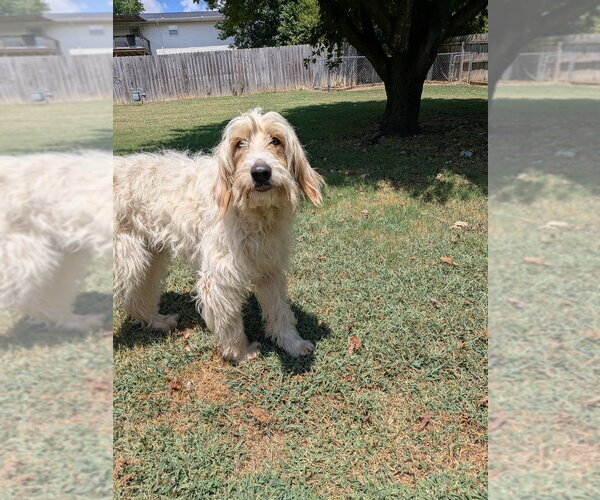 Medium Photo #3 Poodle (Standard)-Unknown Mix Puppy For Sale in Vail, AZ, USA
