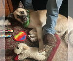 Small #3 Anatolian Shepherd-Siberian Husky Mix
