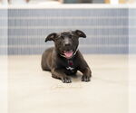 Small #3 American Pit Bull Terrier-American Staffordshire Terrier Mix