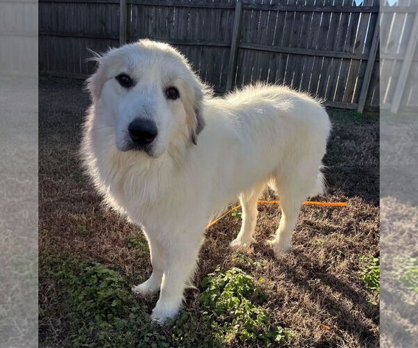 Medium Photo #1 Great Pyrenees Puppy For Sale in Croydon, NH, USA
