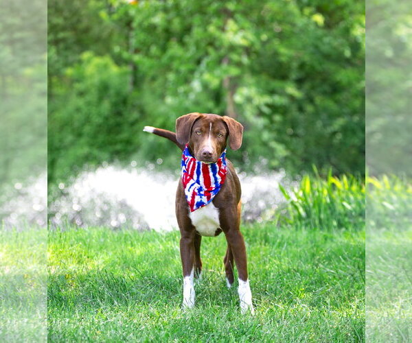 Medium Photo #4 Labrador Retriever-Unknown Mix Puppy For Sale in Unionville, PA, USA
