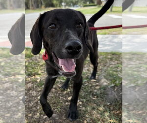 Beagle-Plott Hound Mix Dogs for adoption in Sanford, FL, USA