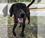 Small Beagle-Plott Hound Mix