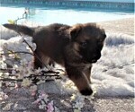 Small Photo #4 German Shepherd Dog Puppy For Sale in CALDWELL, TX, USA