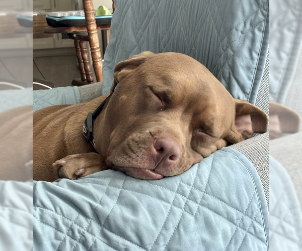 Medium Photo #2 American Pit Bull Terrier-Unknown Mix Puppy For Sale in Royal Palm Beach, FL, USA