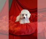 Small #3 Poodle (Toy)