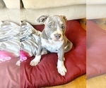 Small Photo #1 American Bully Puppy For Sale in LUBBOCK, TX, USA