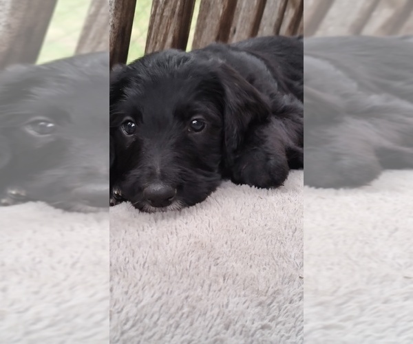 Medium Photo #4 Labradoodle Puppy For Sale in STALEY, NC, USA