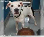 Small American Staffordshire Terrier Mix
