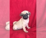 Image preview for Ad Listing. Nickname: SPARKLE