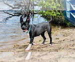 Small #3 American Pit Bull Terrier Mix