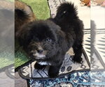 Small #1 Poodle (Miniature) Mix