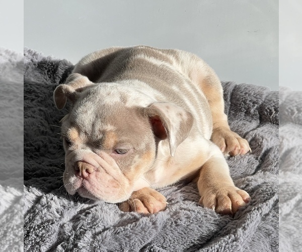Medium Photo #3 Bulldog Puppy For Sale in LANCASTER, CA, USA