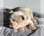 block - Male Bulldog Puppy for Sale - Photo #3