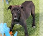 Small Photo #3 Labrador Retriever-Unknown Mix Puppy For Sale in San Diego, CA, USA