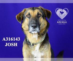 German Shepherd Dog Dogs for adoption in Stockton, CA, USA