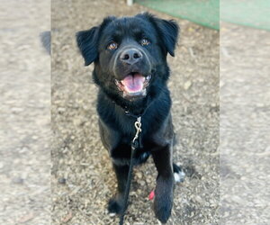 Retriever -Unknown Mix Dogs for adoption in Clarkesville, GA, USA