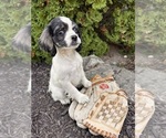 Small #1 Cockapoo