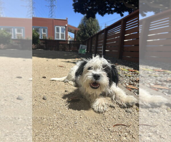 Medium Photo #18 Shih Tzu-Unknown Mix Puppy For Sale in Pacifica, CA, USA