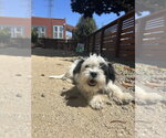 Small Photo #18 Shih Tzu-Unknown Mix Puppy For Sale in Pacifica, CA, USA